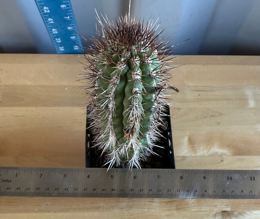 Cleistocactus fieldianus SH19
