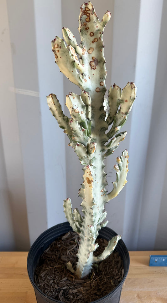 5gal ‘Dragon Bones’ | Euphorbia lactea variegata ‘White Ghost’ SH31
