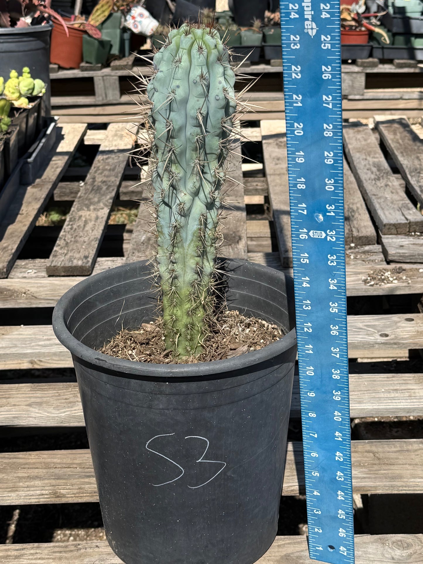 Browningia hertlingiana S3 | Blue Cereus
