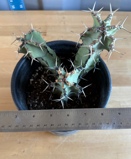 Euphorbia coerulescens SH31