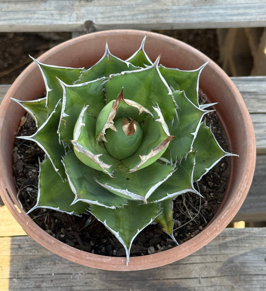 Agave titanota S32