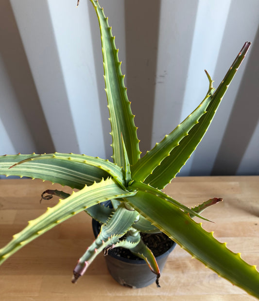 Aloe arborescens 'variegata' S34 | Variegated Aloe arborescens