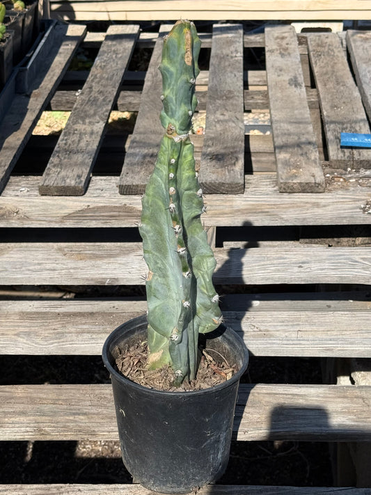 Cereus forbesii S22
