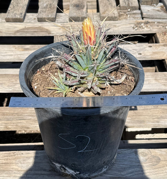 Leuchtenbergia principis S2 | Agave Cactus