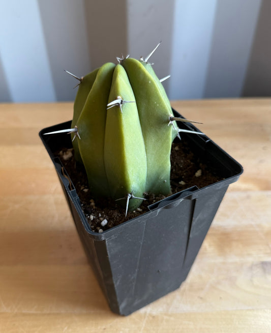 4-inch Myrtillocactus geometrizans S57