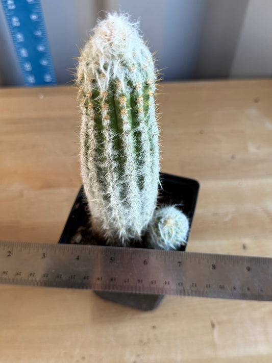 Old Man of the Andes | Oreocereus doelzianus SH137