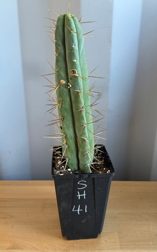 Landscape Monstrose Cactus SH41