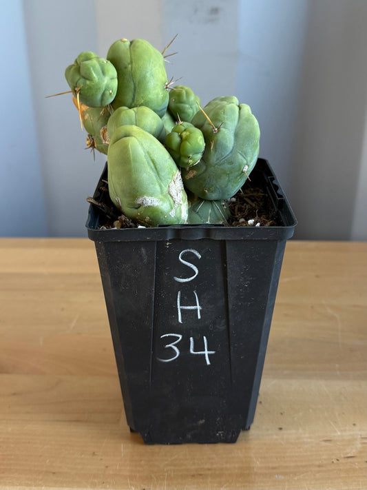 4-inch Monstrose Cactus SH34