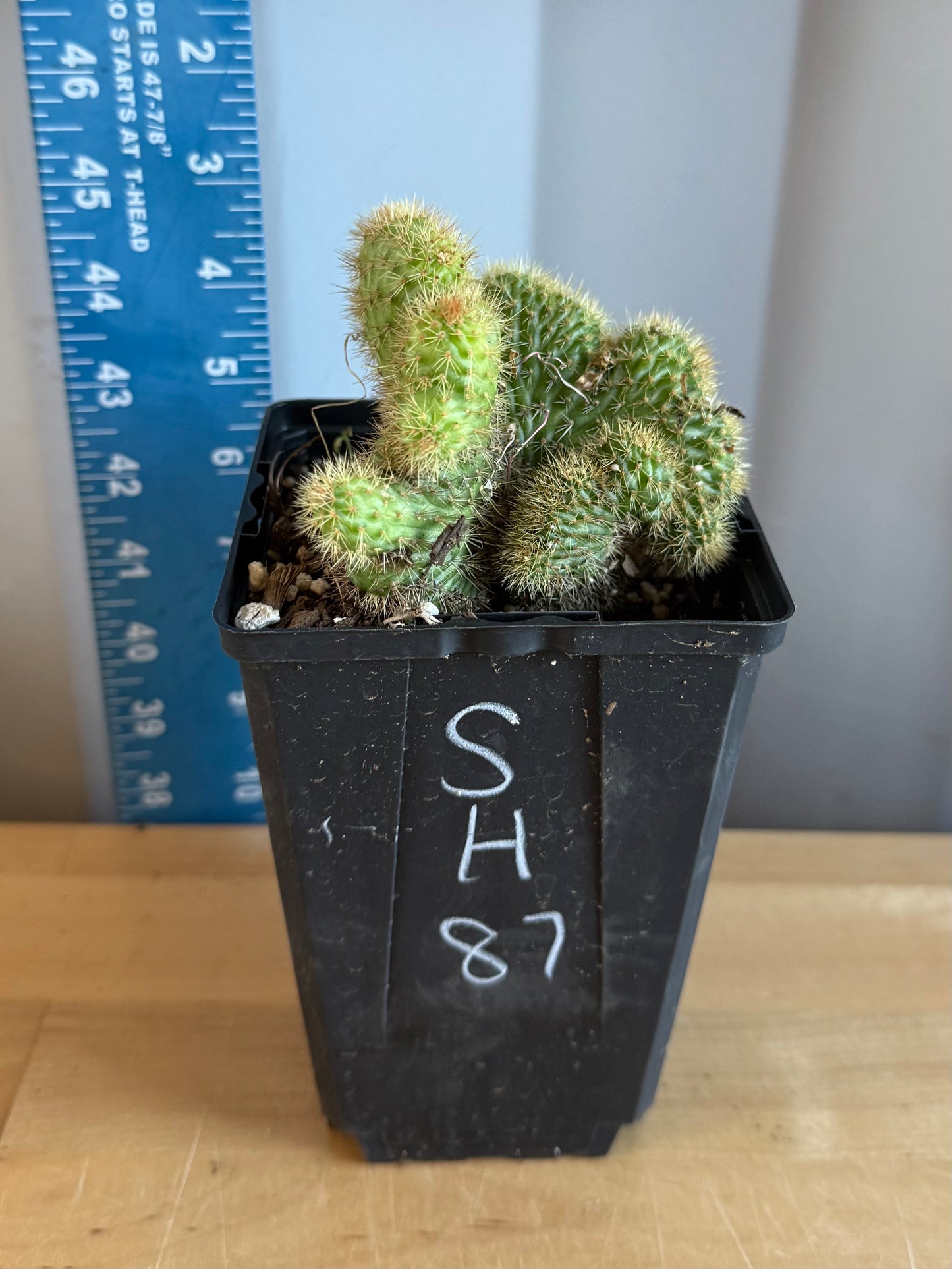 Crested Golden 'Rat Tail' Cactus | Cleistocactus winteri cristata SH87