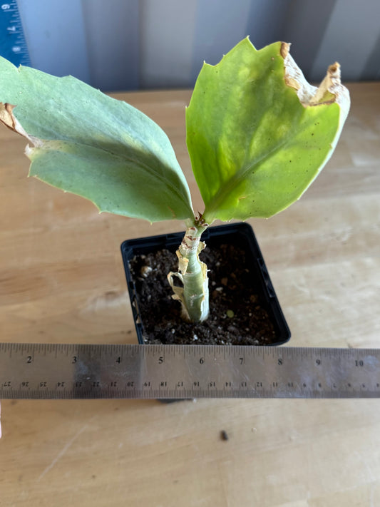 4-inch Cyphostemma cirrhosum SH95