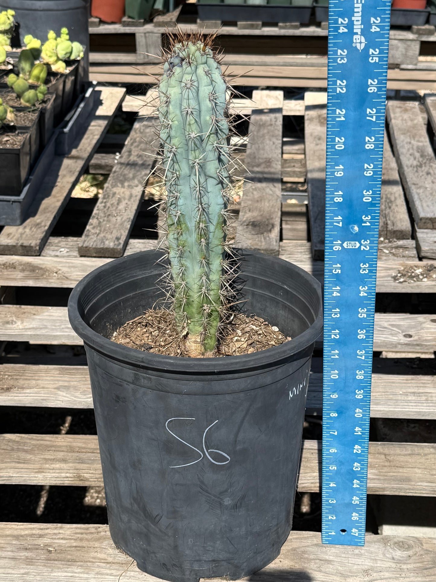 Browningia hertlingiana S6 | Blue Cereus