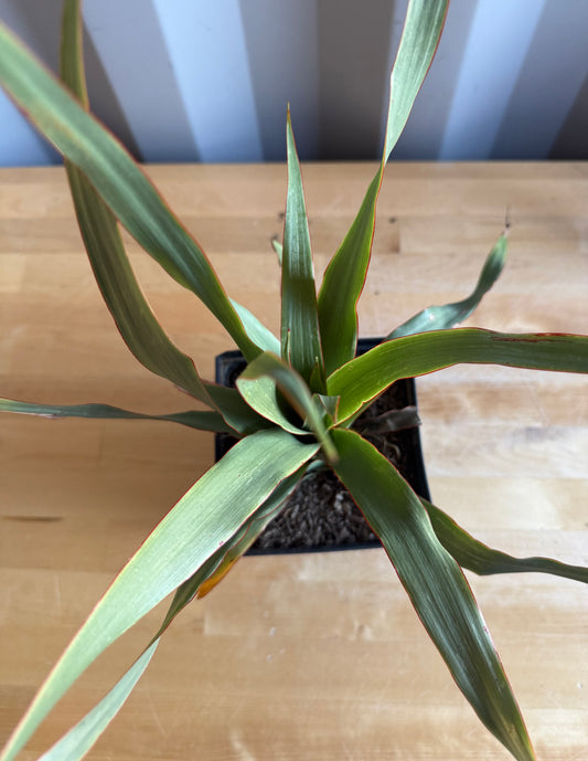 Three Gallon Dragon Tree S35 | Dracaena draco