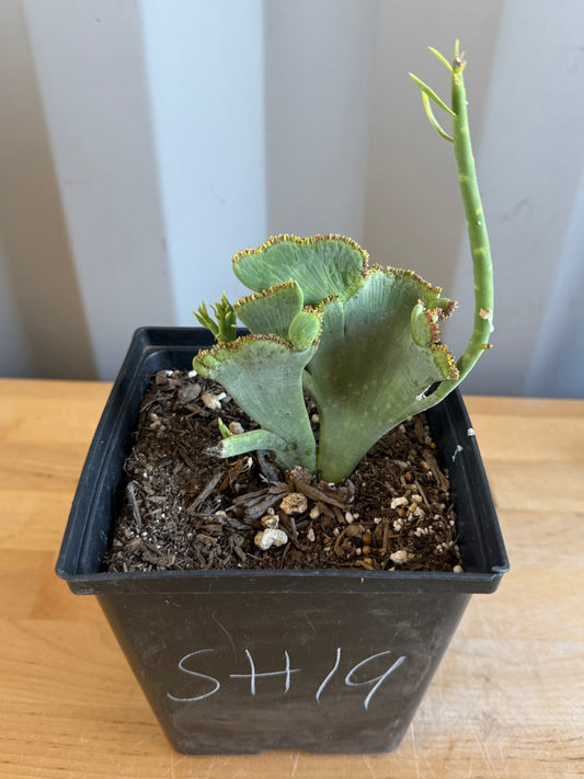 Crested Euphorbia mauritanica SH19