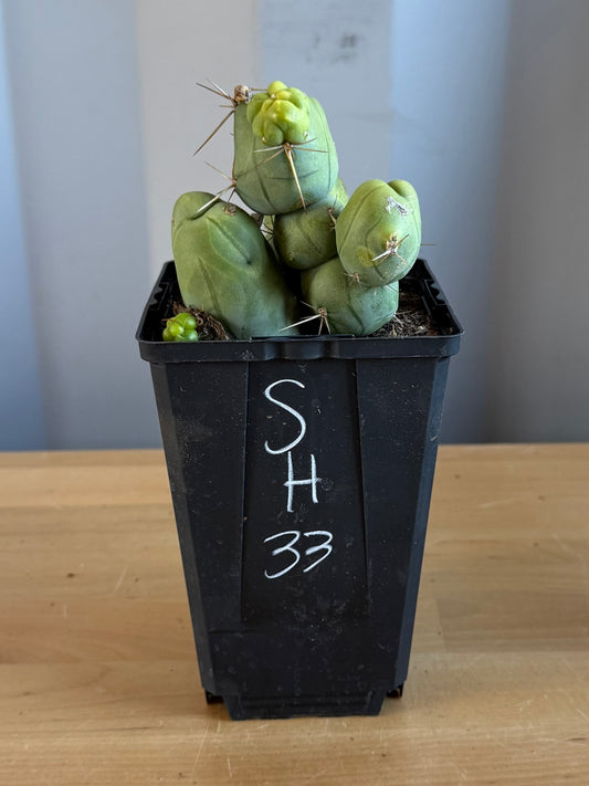 4-inch Monstrose Cactus SH33