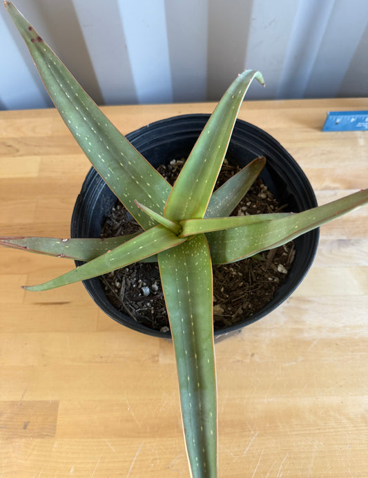 Aloe inermis SH5