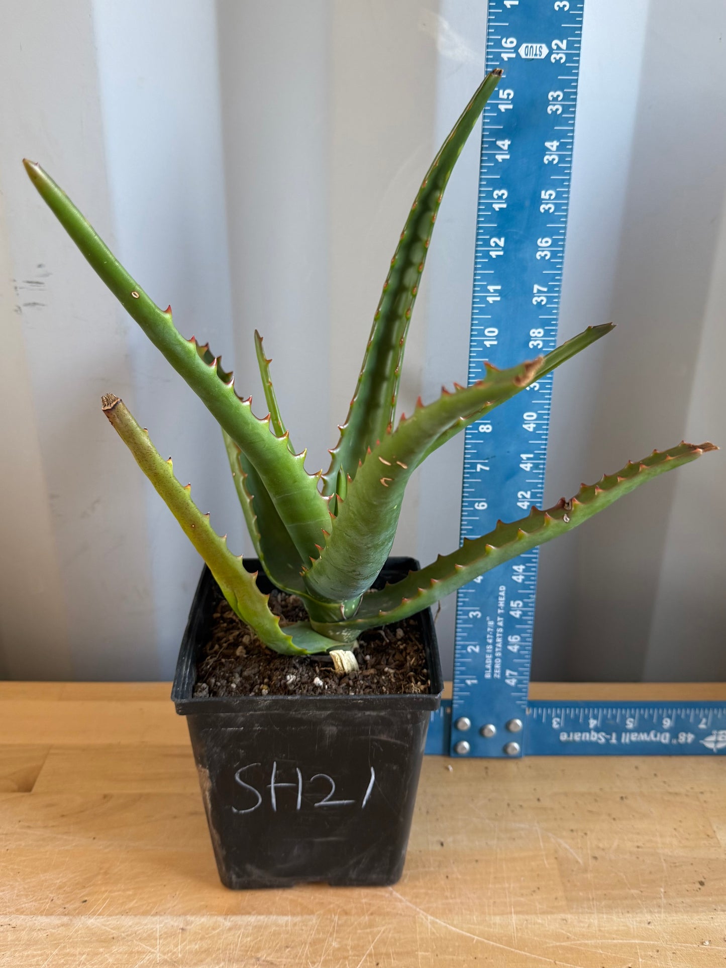 Aloe camperi SH21