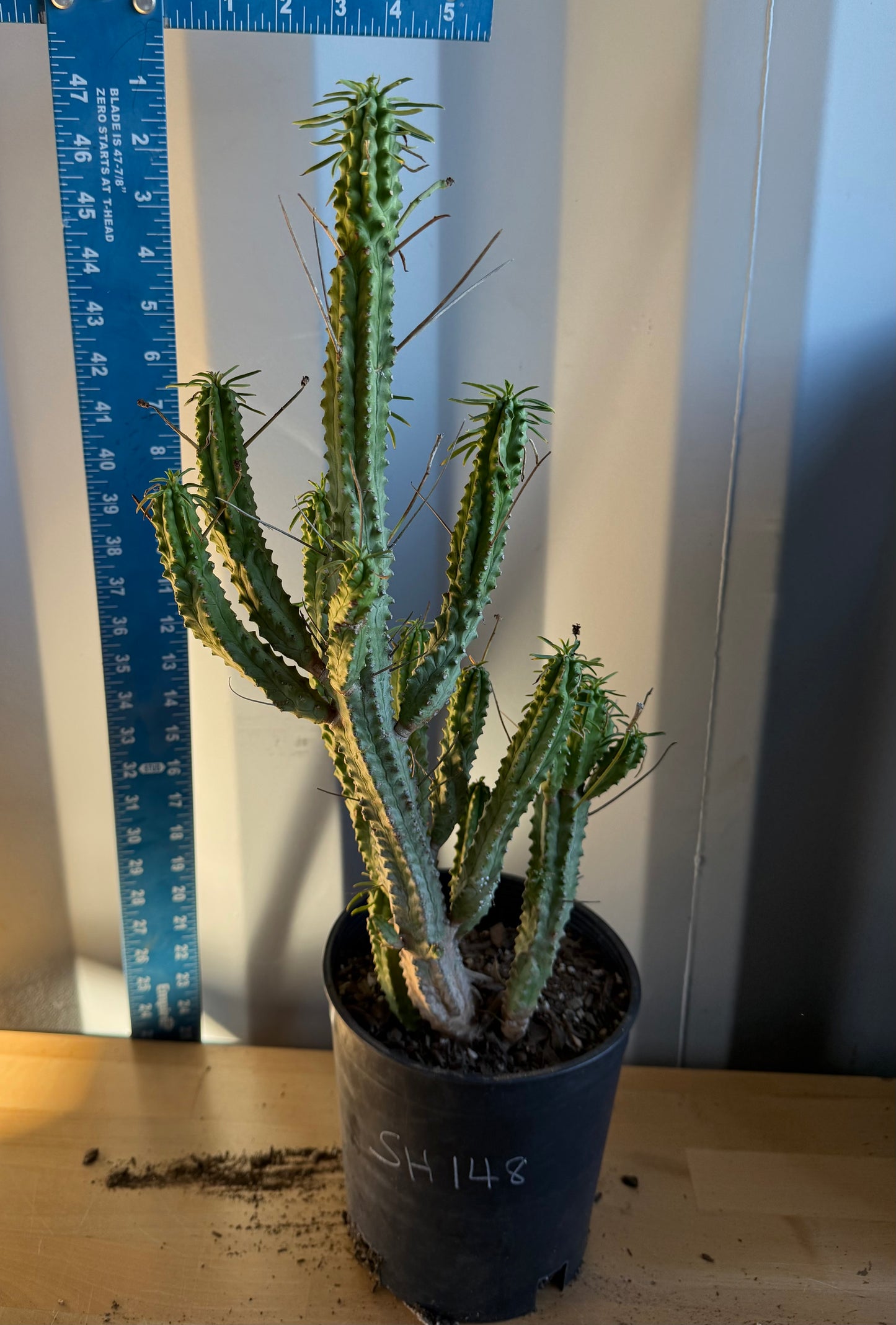 Euphorbia loricata SH148 | African Palm