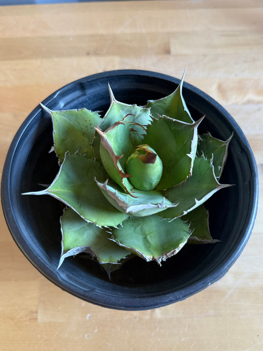 Agave titanota S39