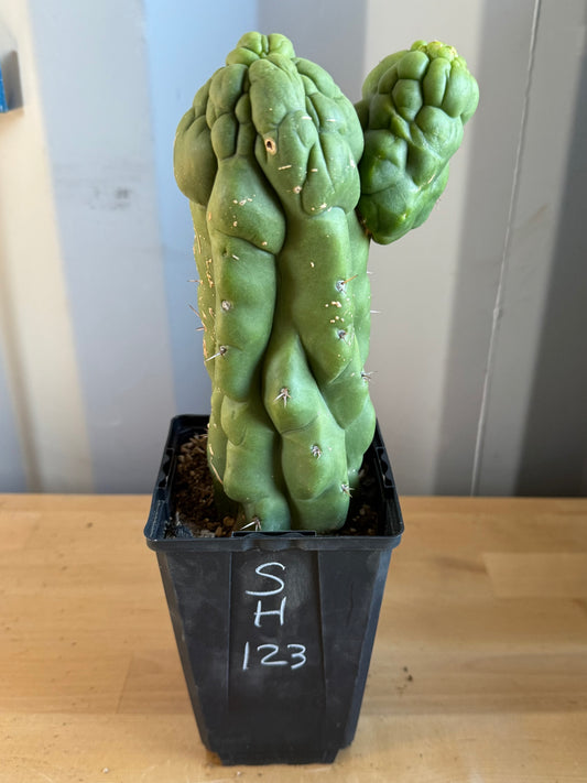 Landscape Monstrose Cactus SH123