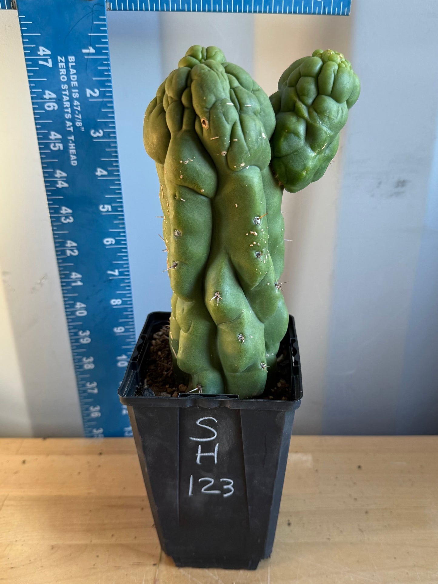 Landscape Monstrose Cactus SH123