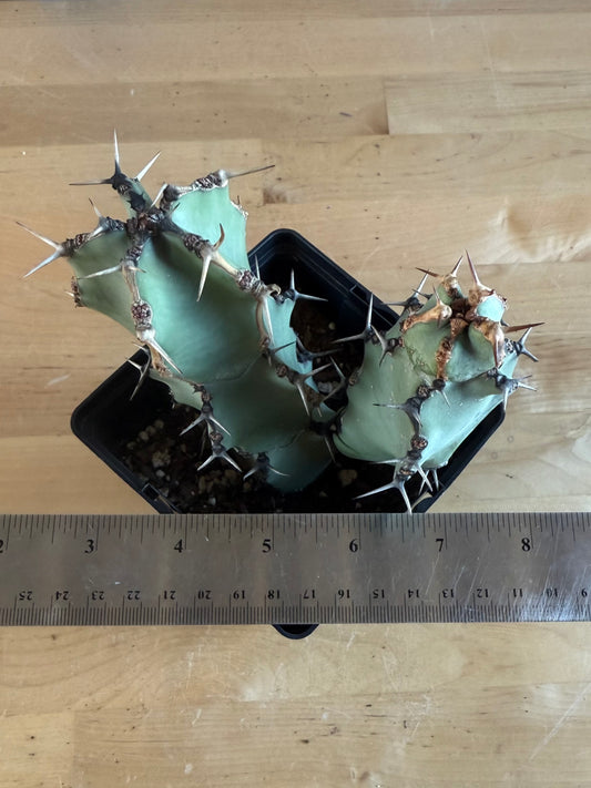 Euphorbia coerulescens SH27