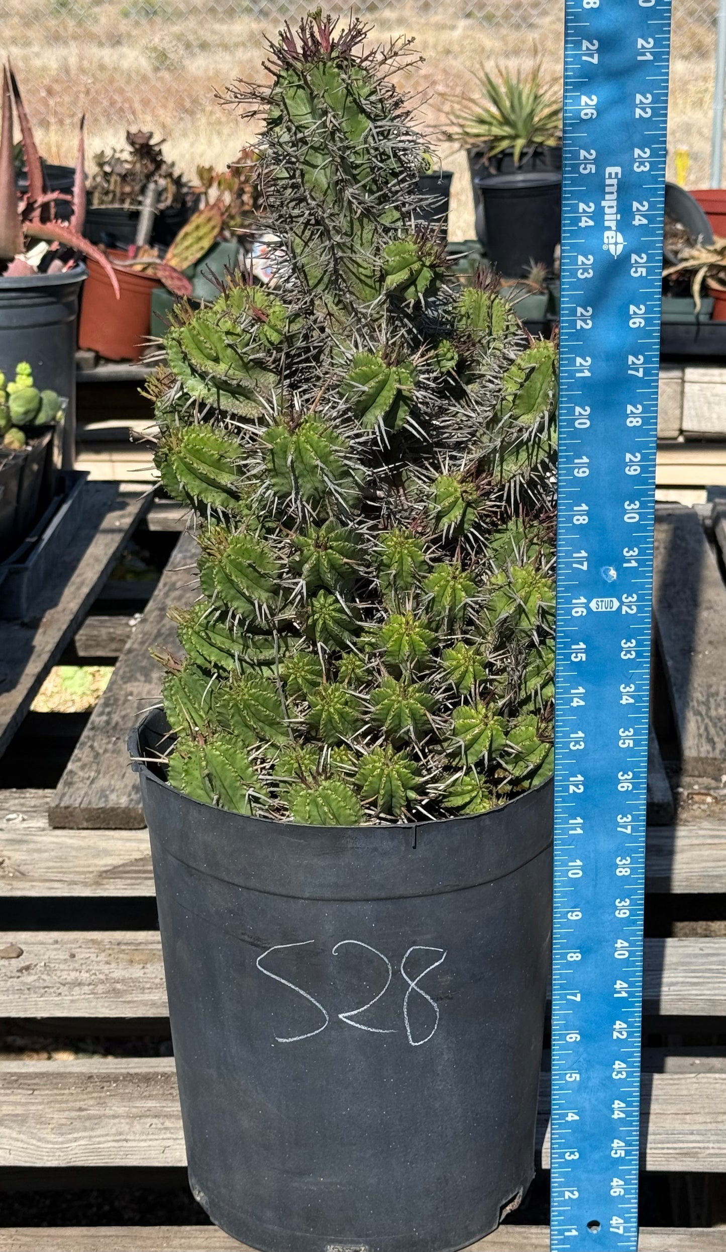 Euphorbia horrida var. noorsveldensis S28 | Large Cluster