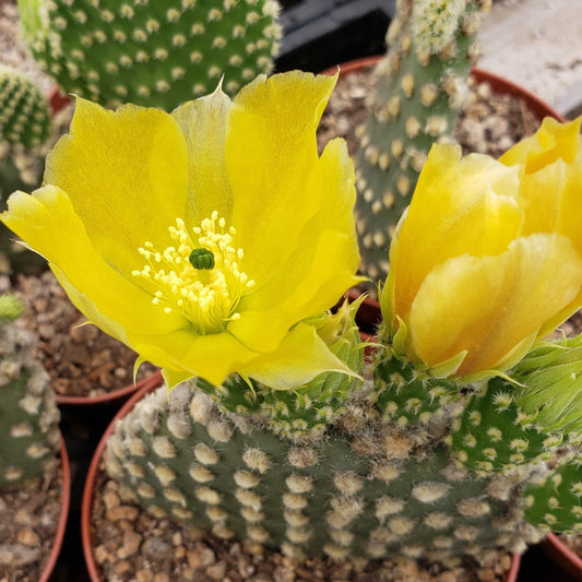 Opuntia microdasys 'Yellow' 6in