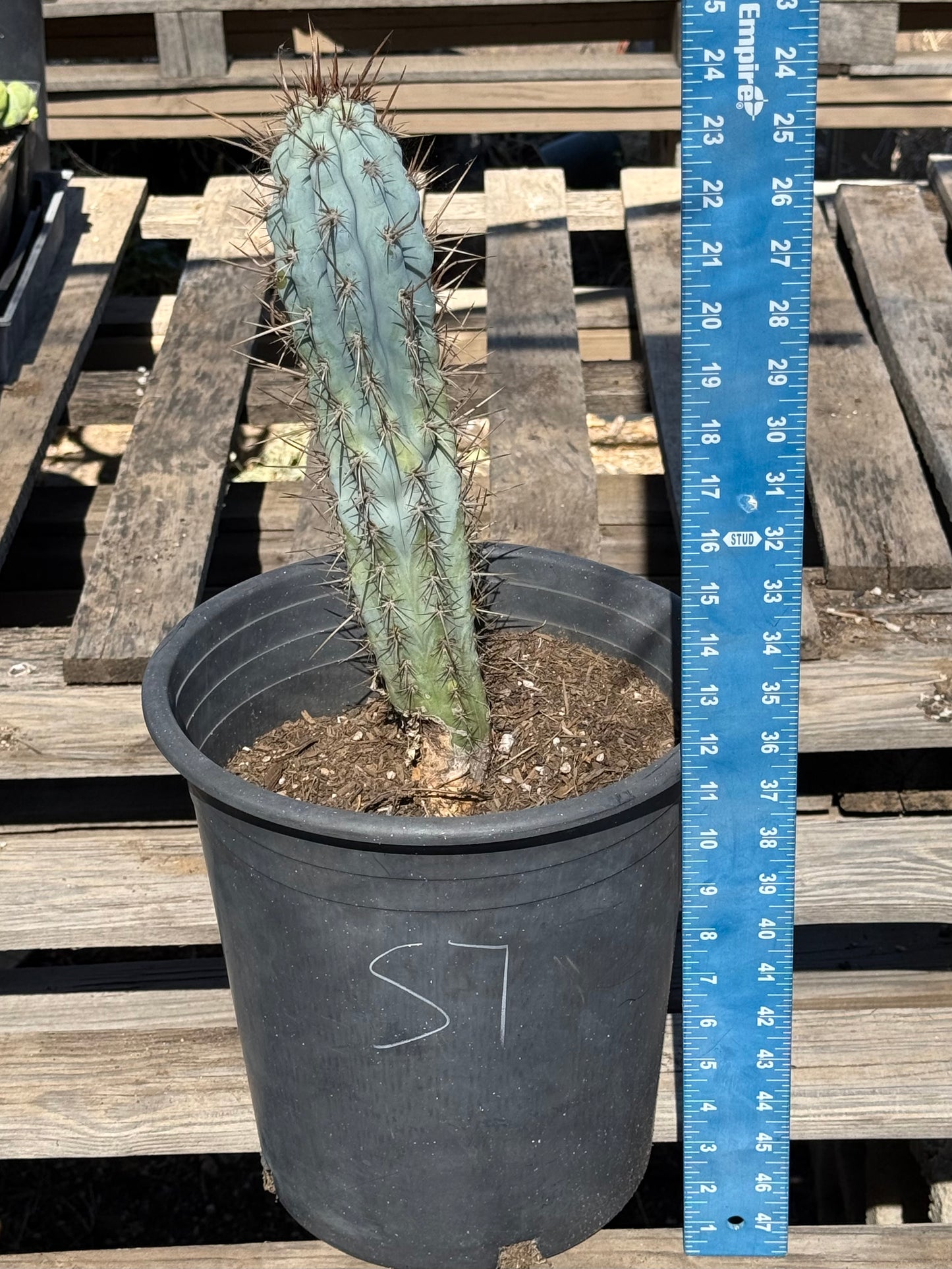 Browningia hertlingiana S7 | Blue Cereus