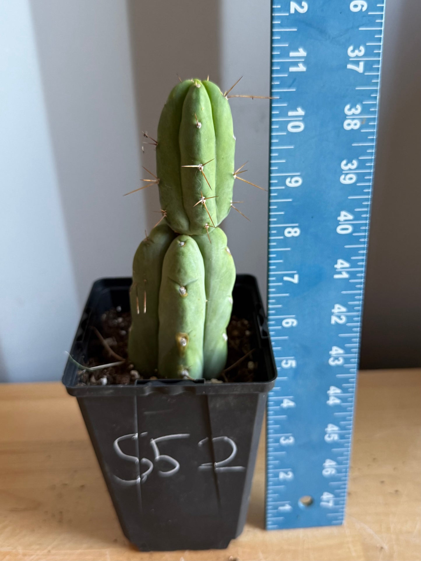 4-inch Landscape Monstrose Cactus S52