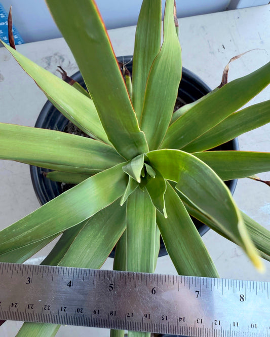 5 Gallon Dragon Tree SH198 | Dracaena draco