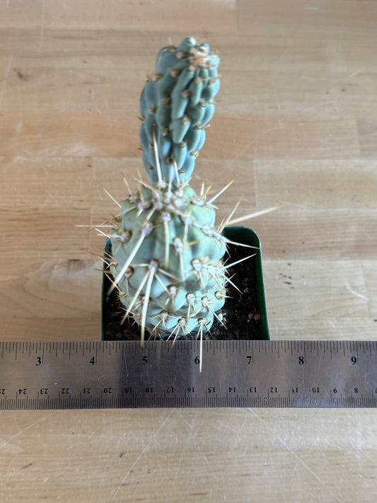 4-inch Miqueliopuntia miquelii SH71 | Opuntia miquelii