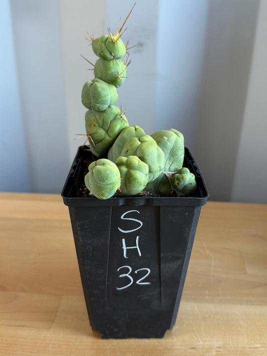 4-inch Monstrose Cactus SH32