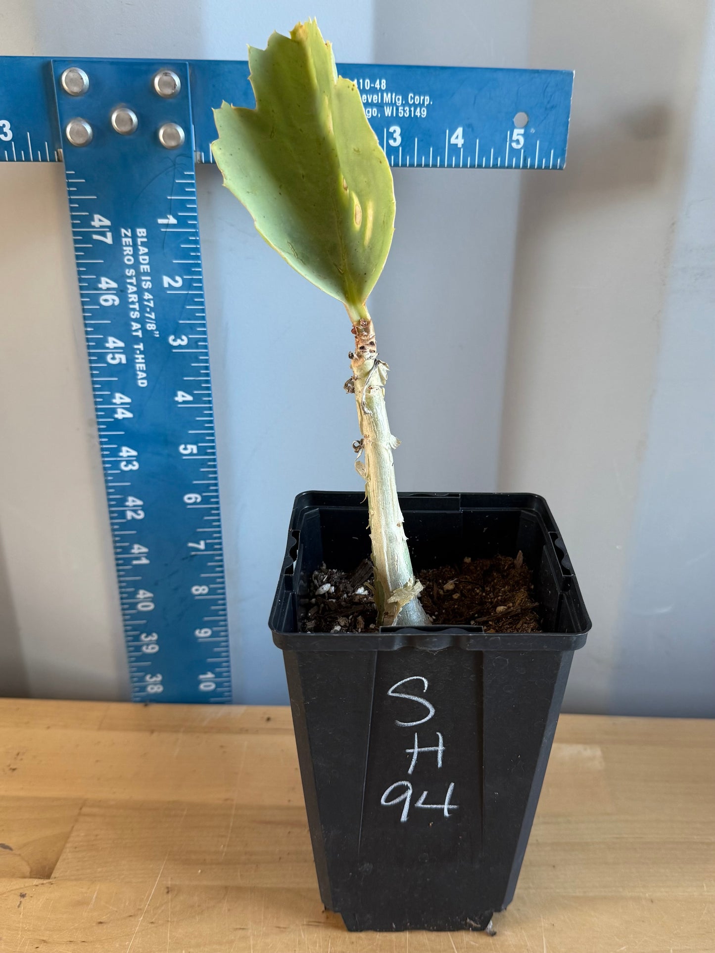 4-inch Cyphostemma cirrhosum SH94