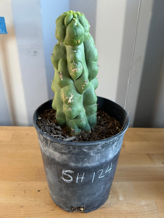 Landscape Monstrose Cactus SH124