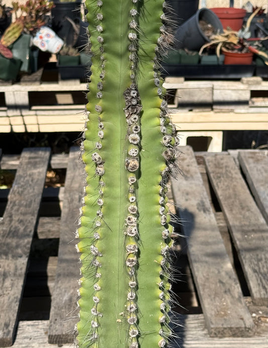 Neobuxbaumia euphorbioides S31 | Cephalocereus euphorbioides