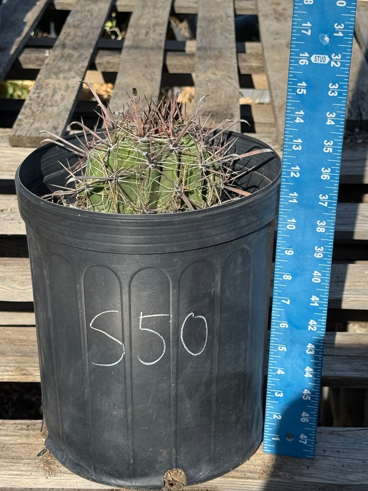 Ferocactus herrerae | Twisted Barrel Cactus S50