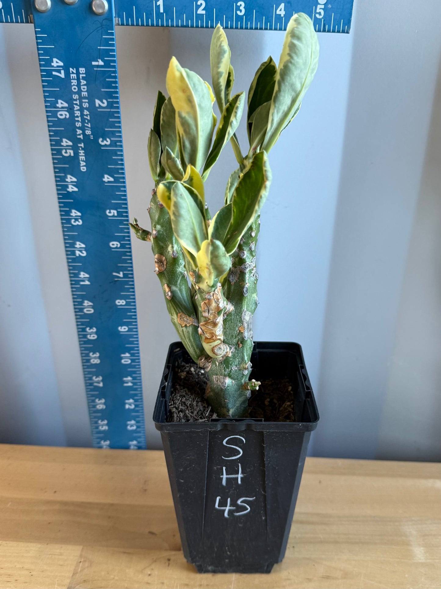 Euphorbia neriifolia variegata SH45 | Euphorbia Neriifolia Variegated