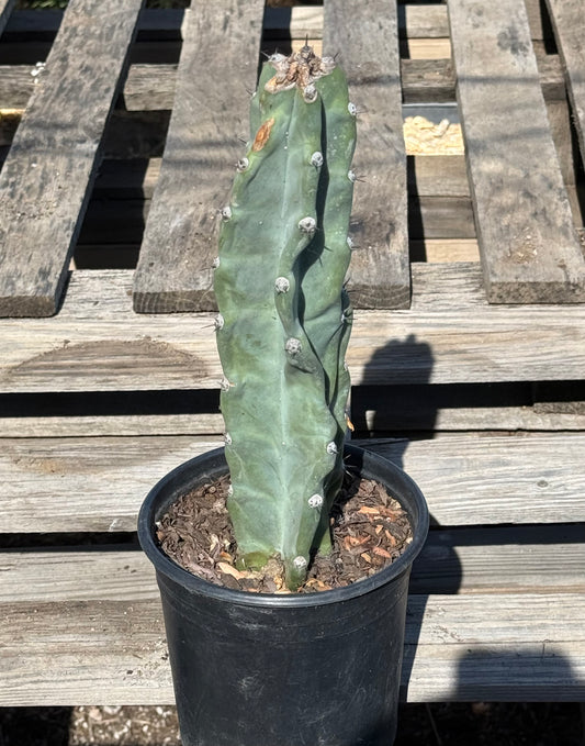Cereus forbesii S23