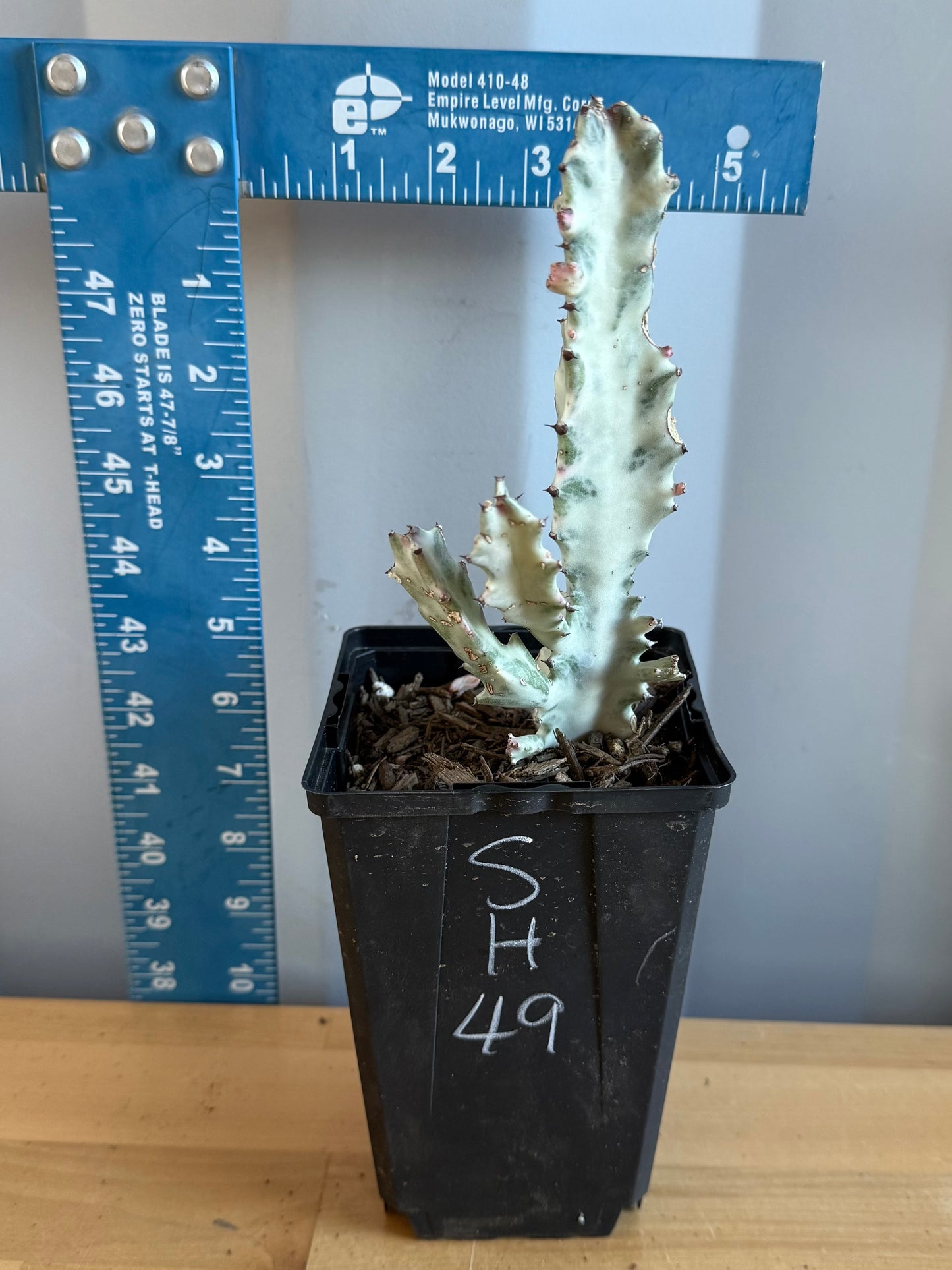 4-inch ‘Dragon Bones’ | Euphorbia lactea variegata ‘White Ghost’ SH49