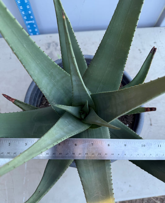 5gal Aloe Wickensii SH209