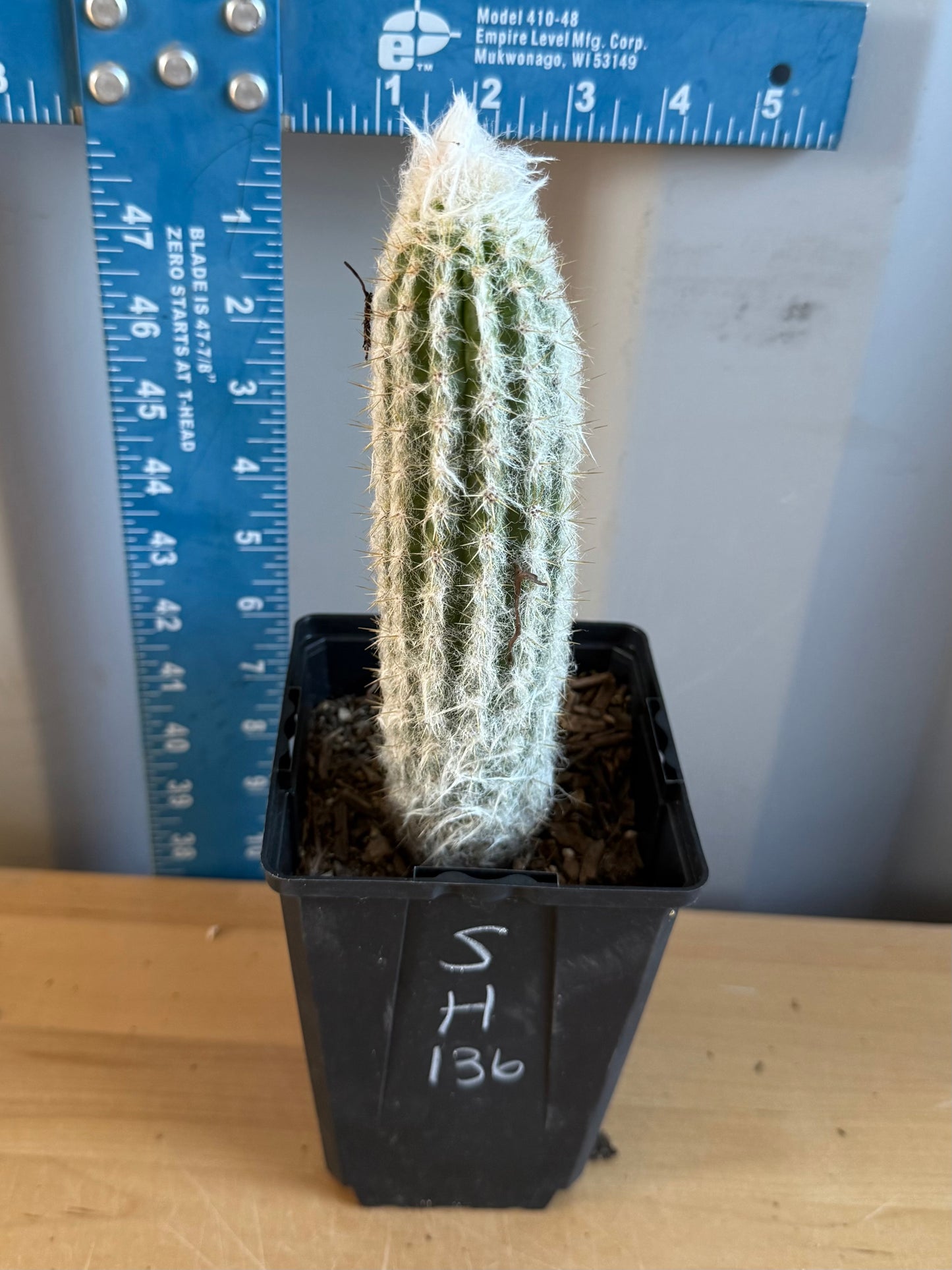 Old Man of the Andes | Oreocereus doelzianus SH136