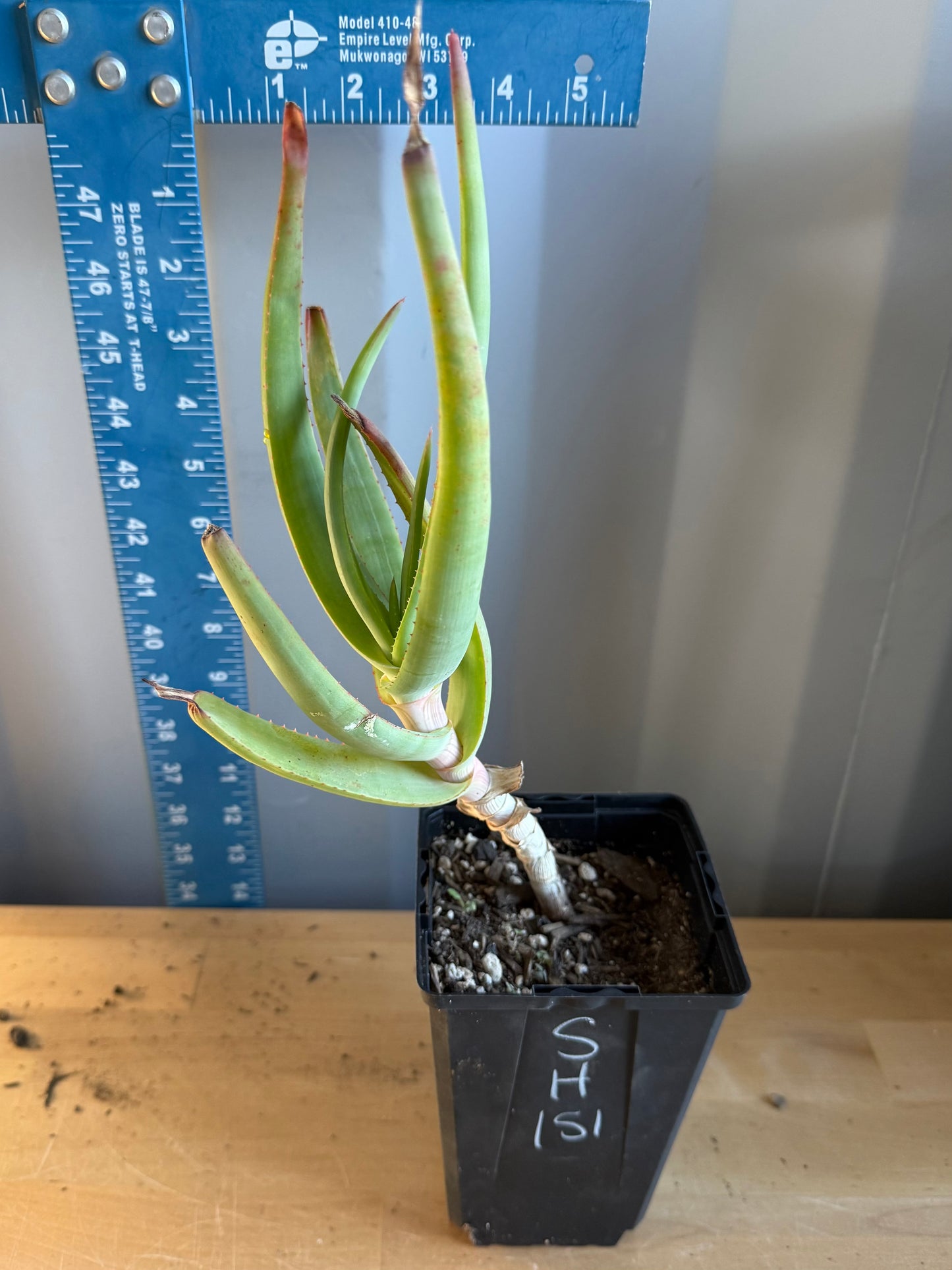 4-inch Aloe speciosa SH151 | Tilt-Head Aloe