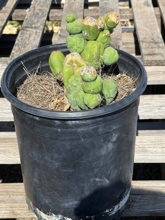Monstrose Cactus S10