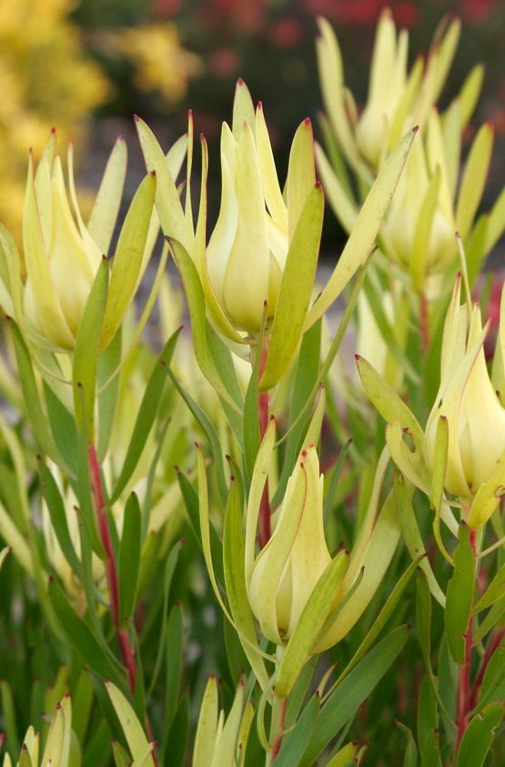 Leucadendron 'Inca Gold' - 5 Gallon (GN)