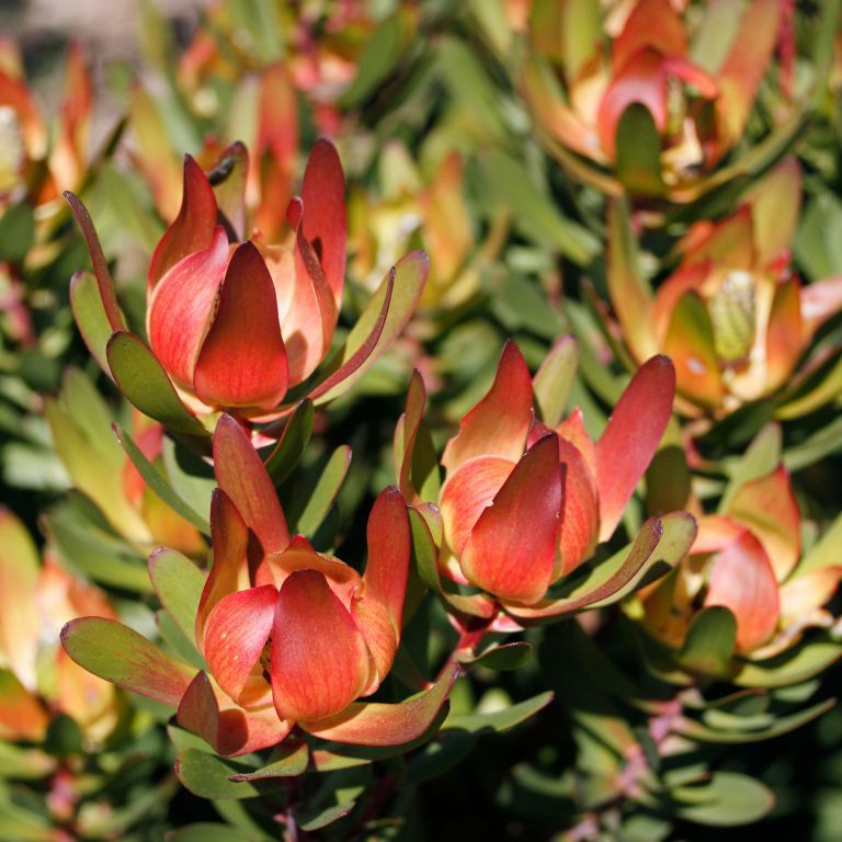 Leucadendron 'Red Gem' - 5 Gallon (GN)