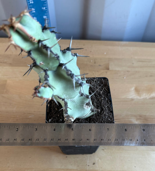 Euphorbia coerulescens SH28