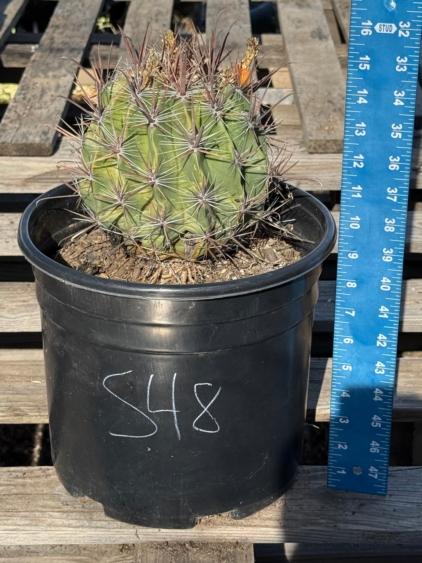 Ferocactus herrerae | Twisted Barrel Cactus S48