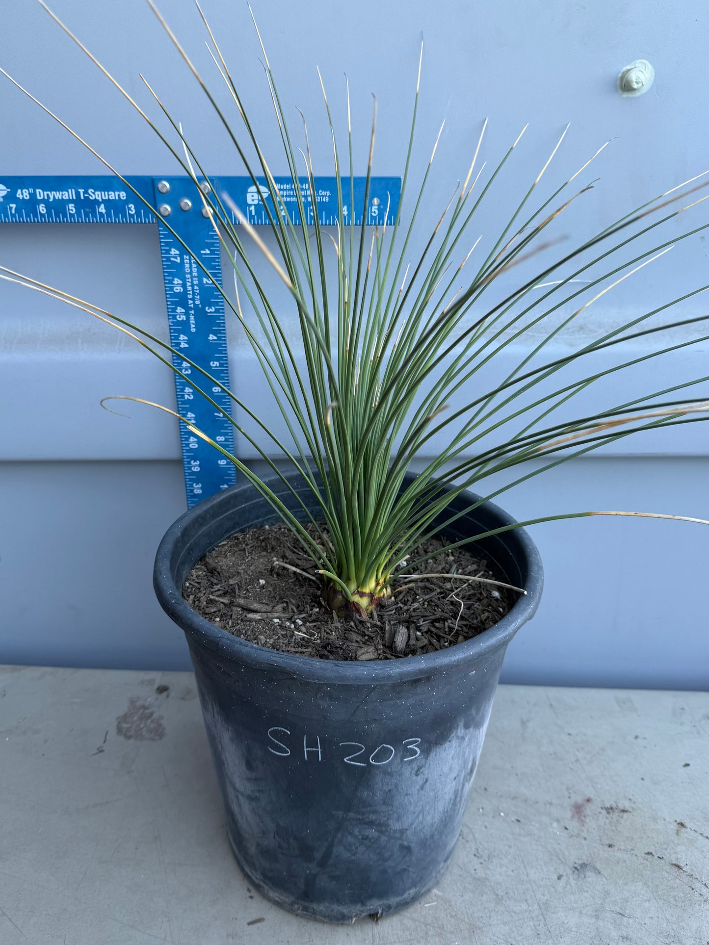 5gal Mexican Grass SH203 | Dasylirion longissimum