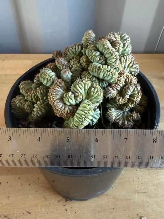 Myrtillocactus geometrizans ‘cristata’ SH119