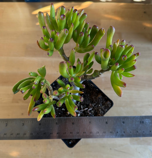 'ET Fingers' Jade SH169 | Crassula ovata 'Gollum'